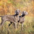 ワイマラナー｜犬種…