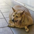 犬にも中年太りがあ…