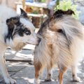 犬にとって匂いを嗅…