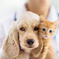 犬猫の不妊化手術済…