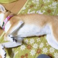 柴犬を飼っている人…