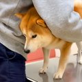 犬が病院で『注射に…