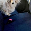 ふと『車の助手席に…