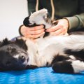 犬が気持ちいいと感…