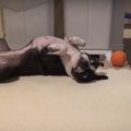 飼い主さん大助かり…