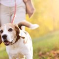 飼い主の指示する方…