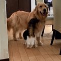 犬の置き物の真似を…