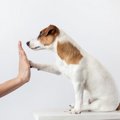 動物の持つ優れた帰…