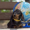 犬は地球の磁場を知…