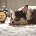 犬には『時間』がわ…