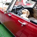 犬と車で旅行すると…