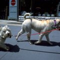 要注意！夏場のアス…