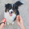 犬が外に出たがらな…