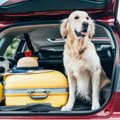 犬との生活を楽しむ…