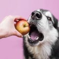 犬が消化にかける時…