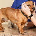 犬の皮膚にシミがで…