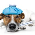 犬が発熱！異常の原…