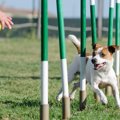 犬が『賢く育つ』た…