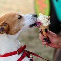 犬がワガママになっ…