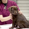 元動物看護士兼主婦…