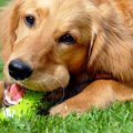 犬の噛むおもちゃ人…