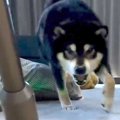 掃除機で『犬のおや…