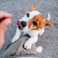 愛犬が人に飛びつい…