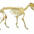 犬の骨肉腫を解説！…