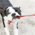 犬の叱り方のコツ　…
