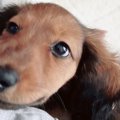 毛がツルツルしてい…