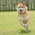 興奮している犬をク…