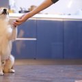 トレーニングの報酬…