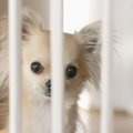 お留守番上手な犬の…
