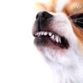 獣医学生の犬の攻撃…