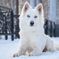 超古代犬種「ヤクー…