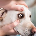 犬の目から涙が出て…