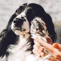 犬に『人間のハンド…