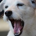 犬があくびをする理…