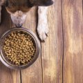 犬は毎日同じご飯で…