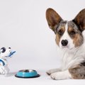 ロボット犬やロボッ…