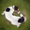 犬がグルグルまわる…