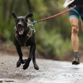 犬の肥満対策、効果…