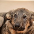 犬が飼い主の電話中…
