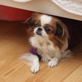 犬が『物を隠す』心…