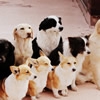 犬を飼うと決めたら…