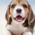 犬が口をパクパクさ…