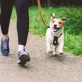 小型犬はどのぐらい…