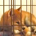 子犬が『はじめての…