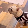 『バーン！』犬に倒…