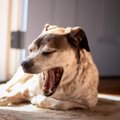 犬の『あくびが増え…